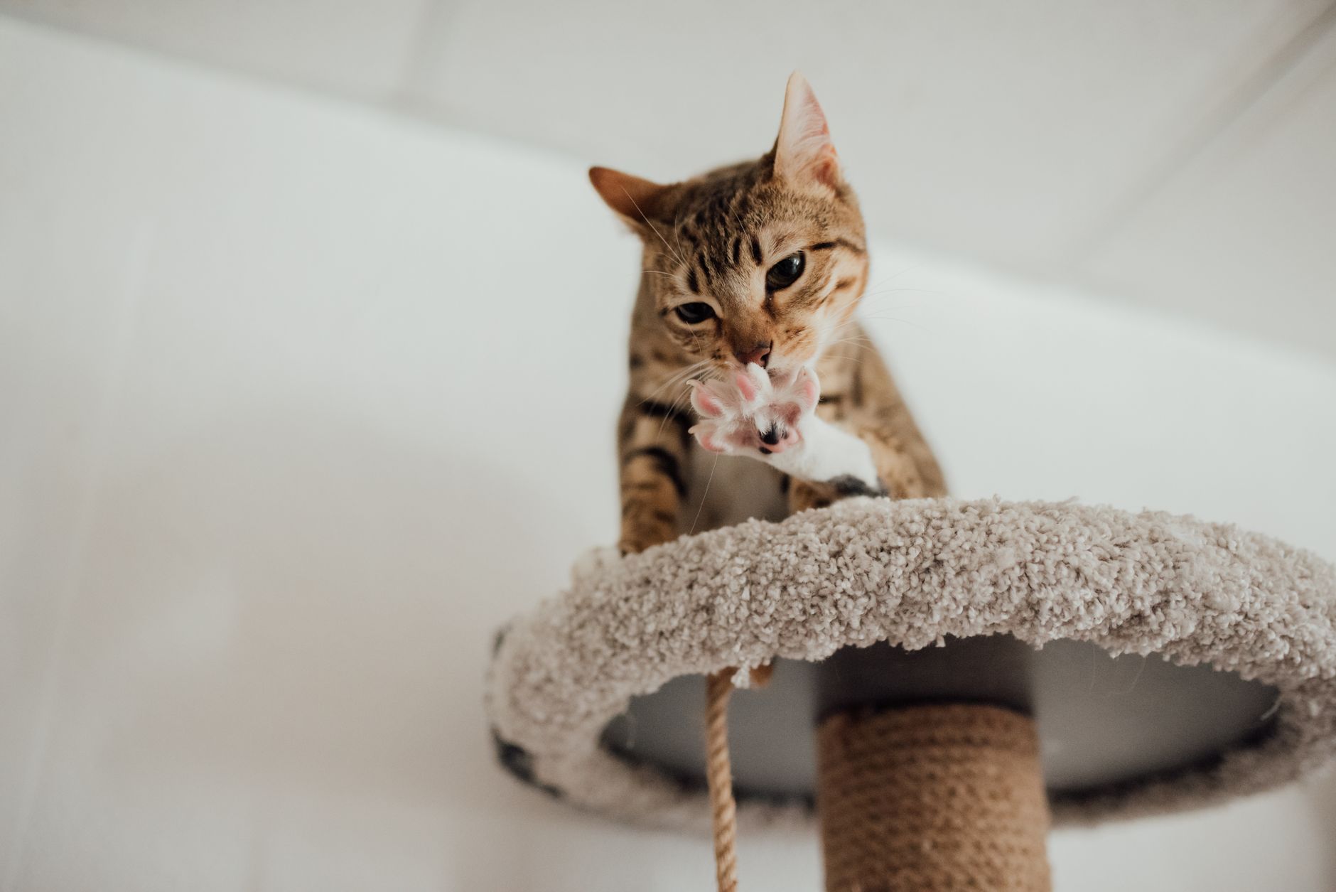 Un chat tigré joue sur un griffoir en intérieur.