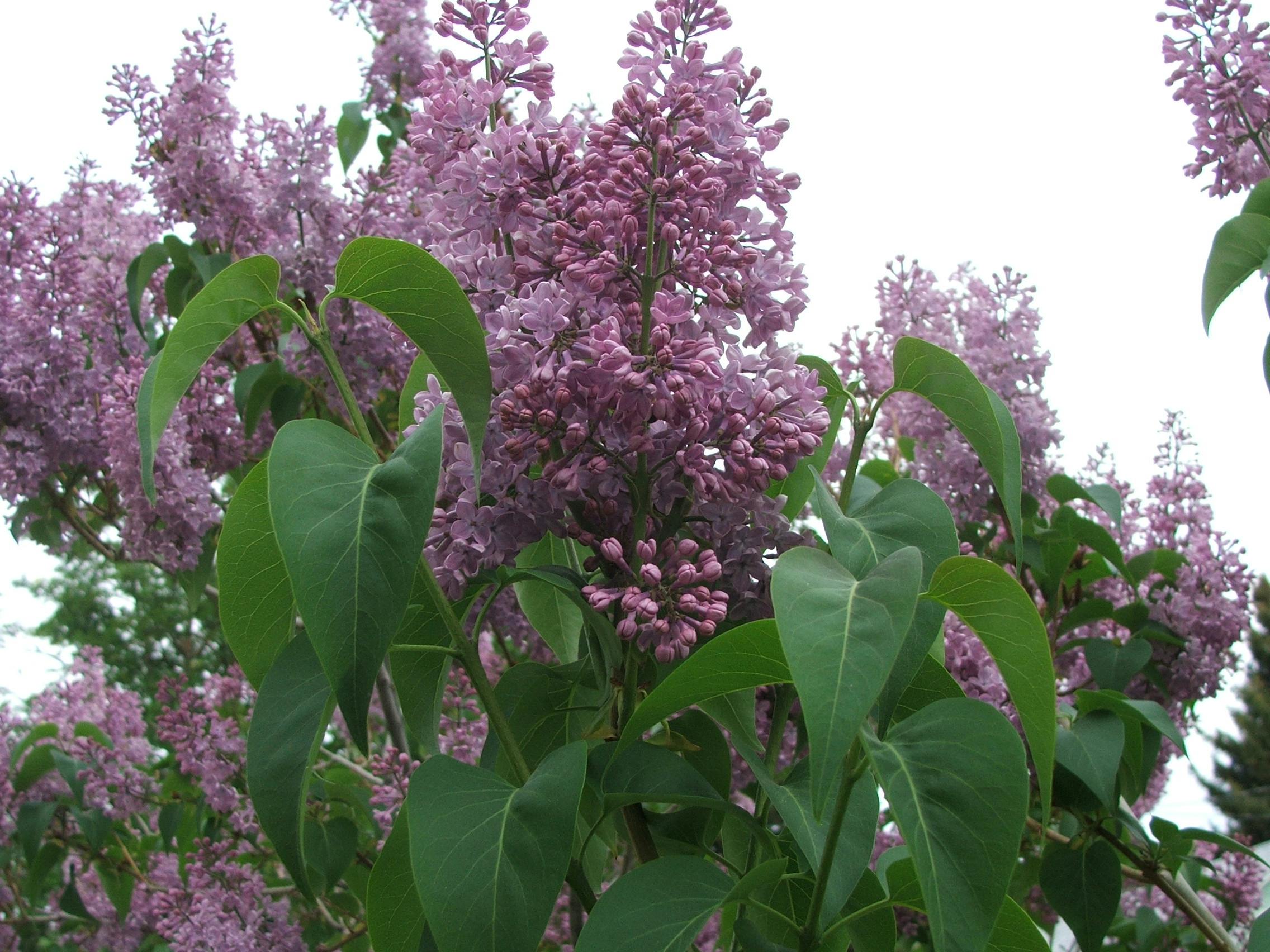 Free stock photo of flowers, lilac, lilacs