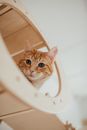 Orange Tabby Cat on White Ceramic Sink