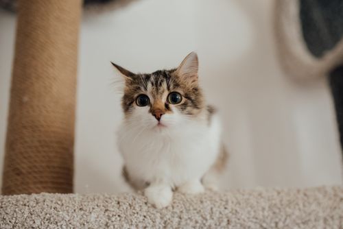 Free Cute tabby kitten looking curiously from a cat tree indoors, perfect for pet lovers. Stock Photo