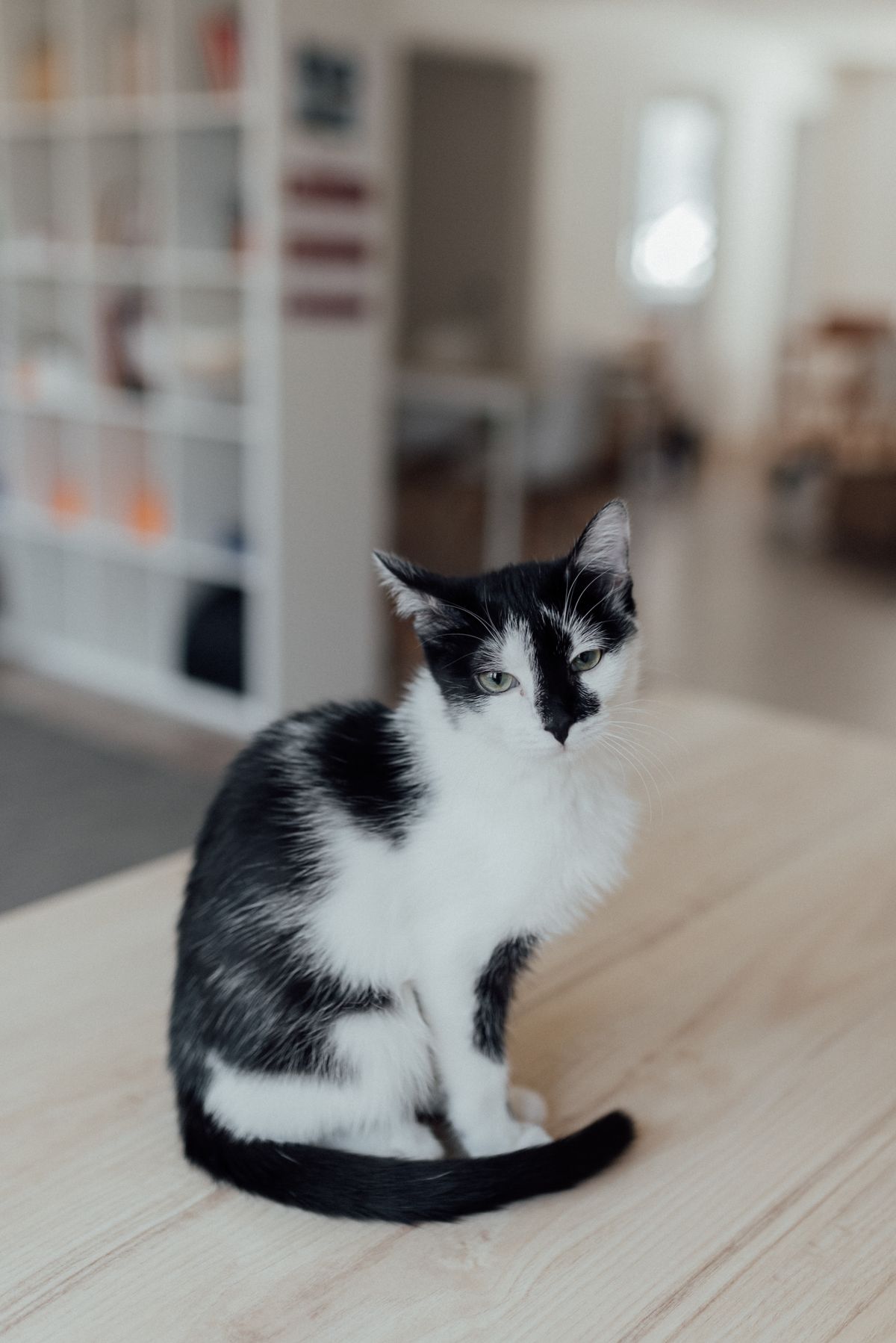 Persona cuidando y acariciando a un gato en casa
