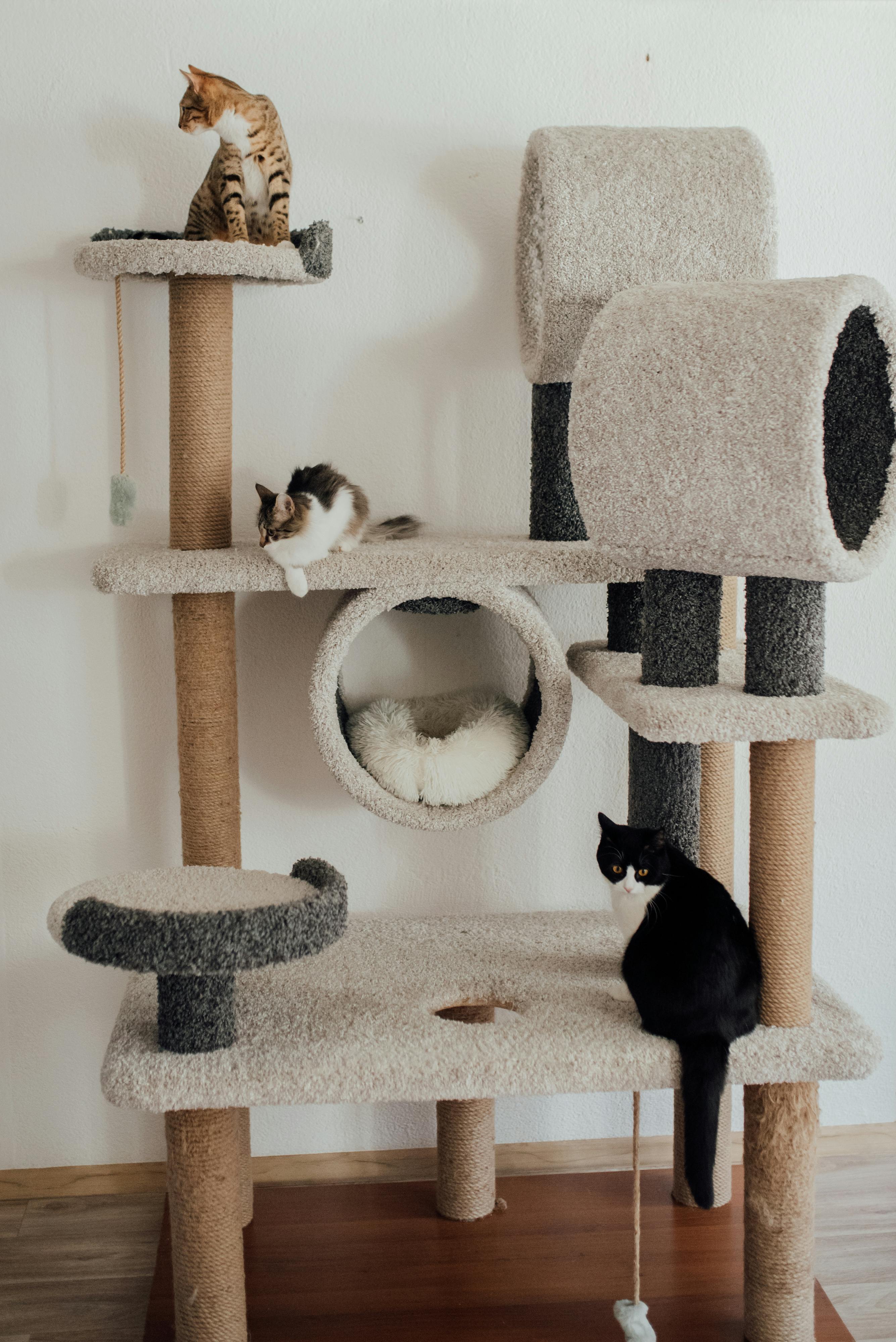 Cat discount tree free