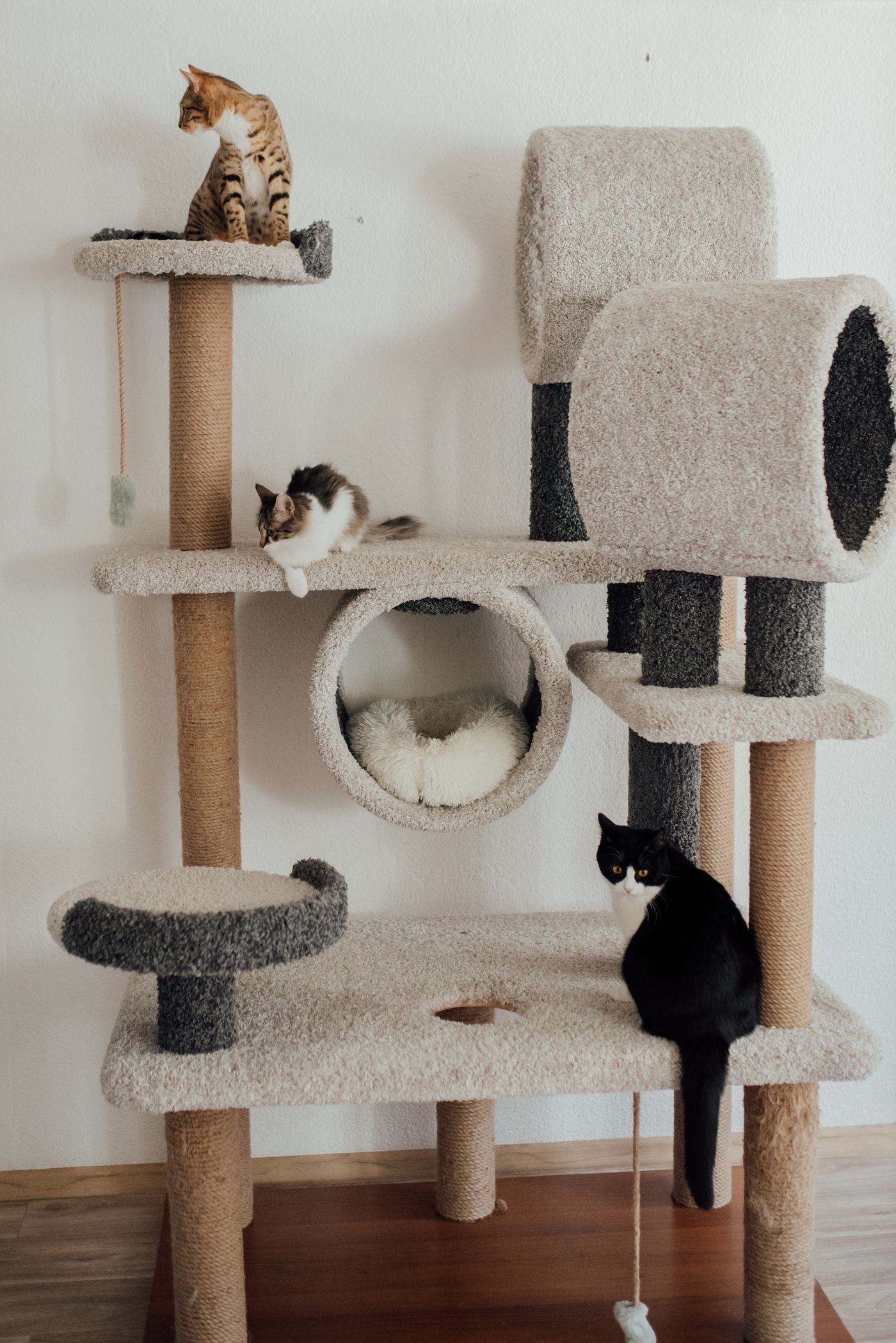 Three cats using a multi-level cat tree indoors