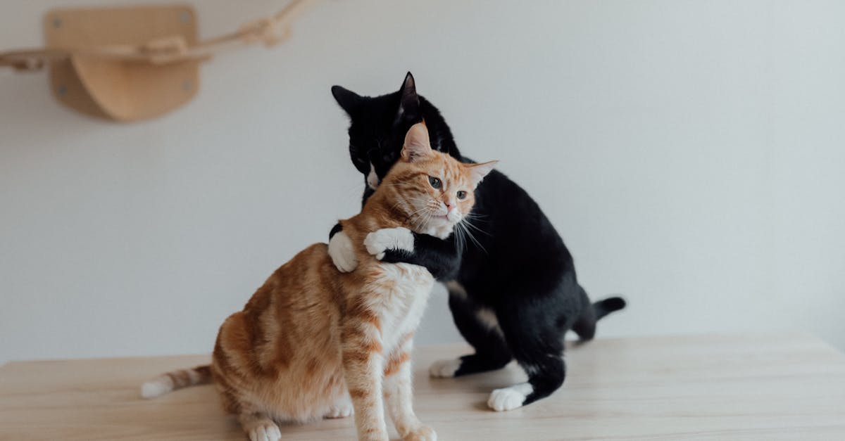 How to make cats love you