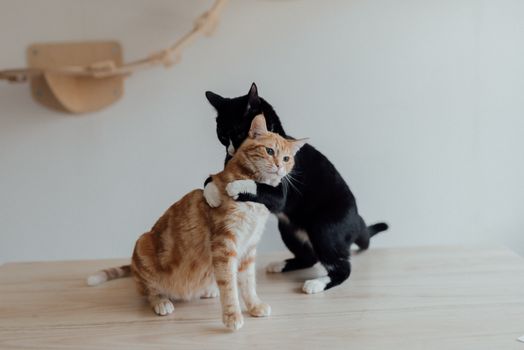 A ginger tabby and a tuxedo cat share a hug on a wooden table indoors.