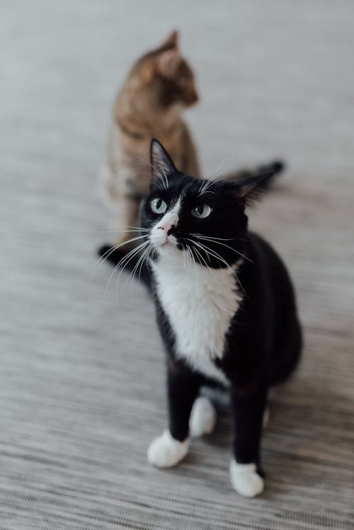 Close-Up Shot of a Tuxedo Cat Sitting on a Floor