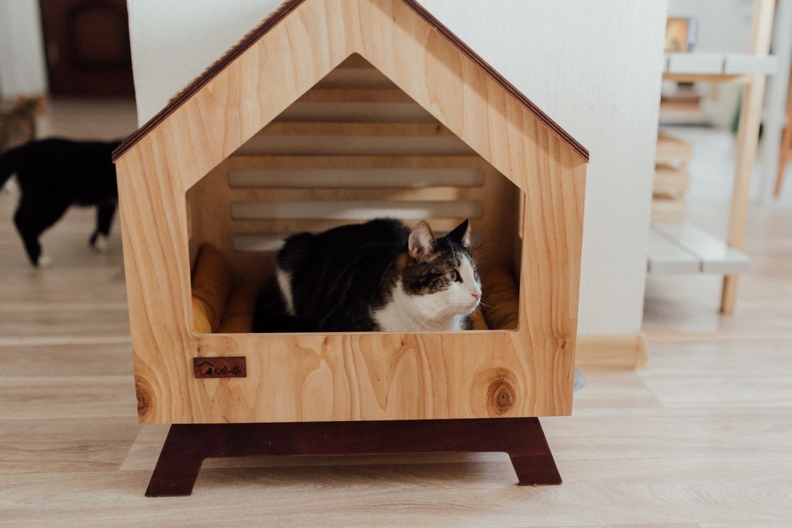 Cat resting inside a modern wooden pet house