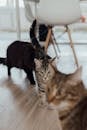 Brown Tabby Cat on Brown Wooden Floor