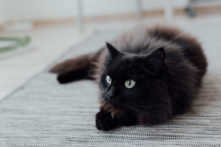 Descubra os cuidados essenciais para gato doméstico de pelo longo gato doméstico de pelo longo