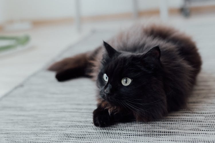 Photo Of A Black Cat Lying On The Floor