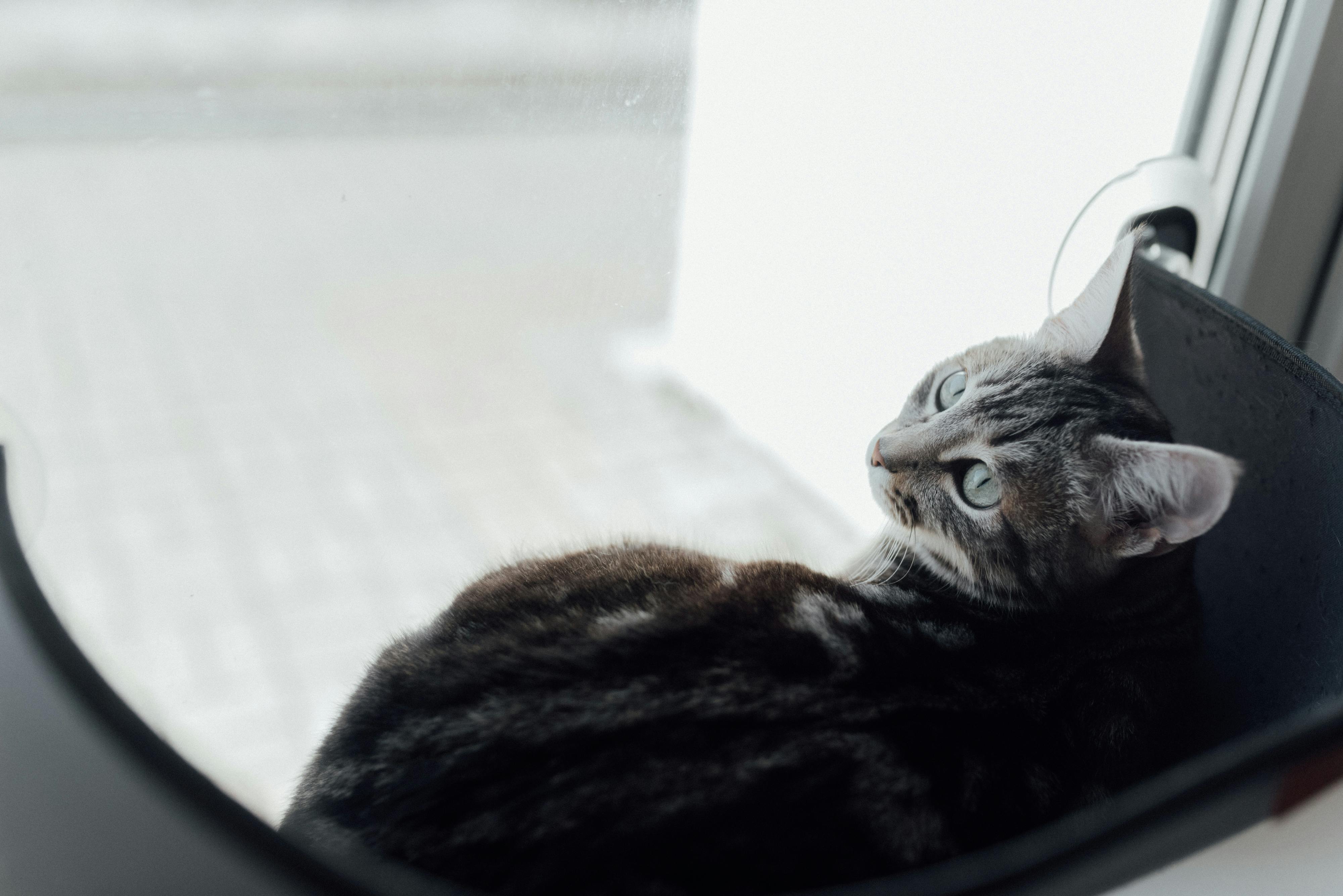 pet technology contact — Photo by Arina Krasnikova on Pexels
