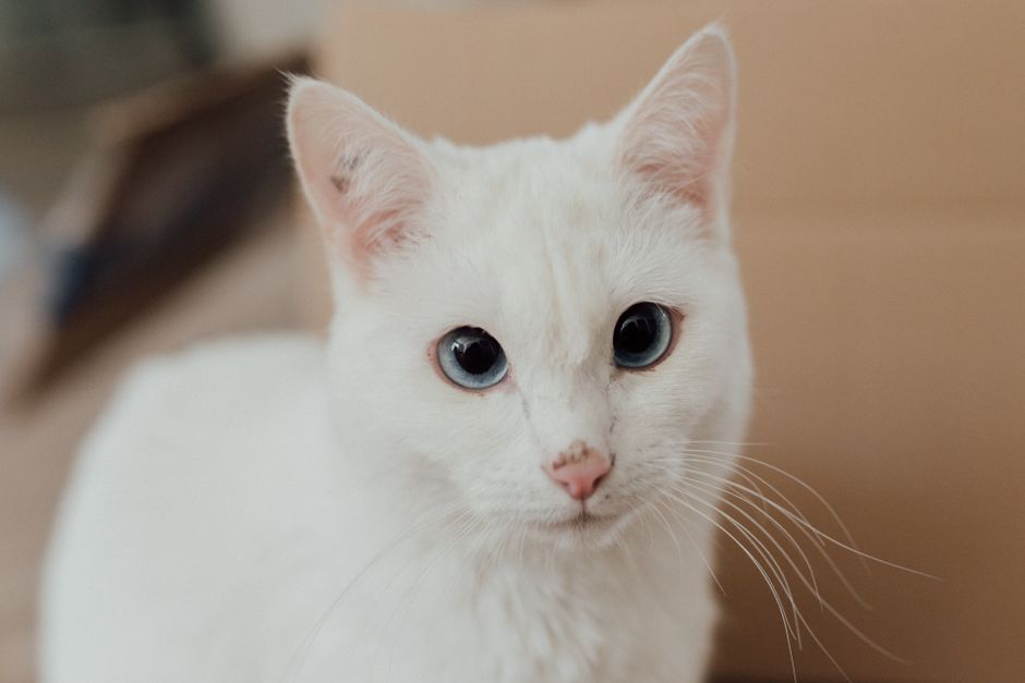 Adorable white domestic cat with striking blue eyes in a soft focus up close.