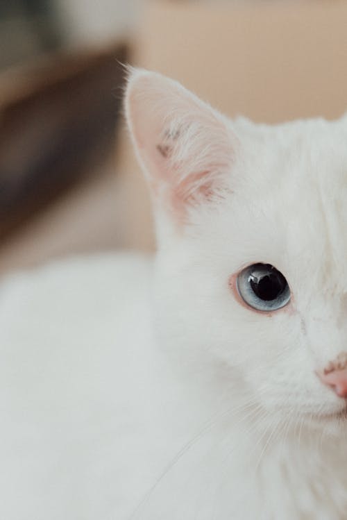 White Cat in Close-Up Photography