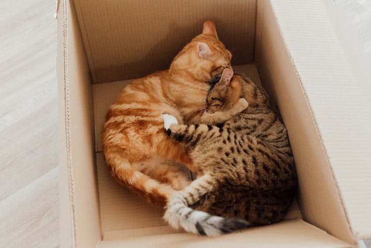 Tabby Cats In A Carton Box