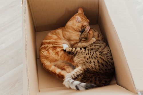 Free Two tabby cats snuggle together in a cardboard box, showcasing comfort and companionship. Stock Photo