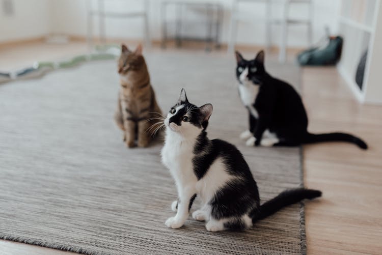 Cats Sitting On The Floor