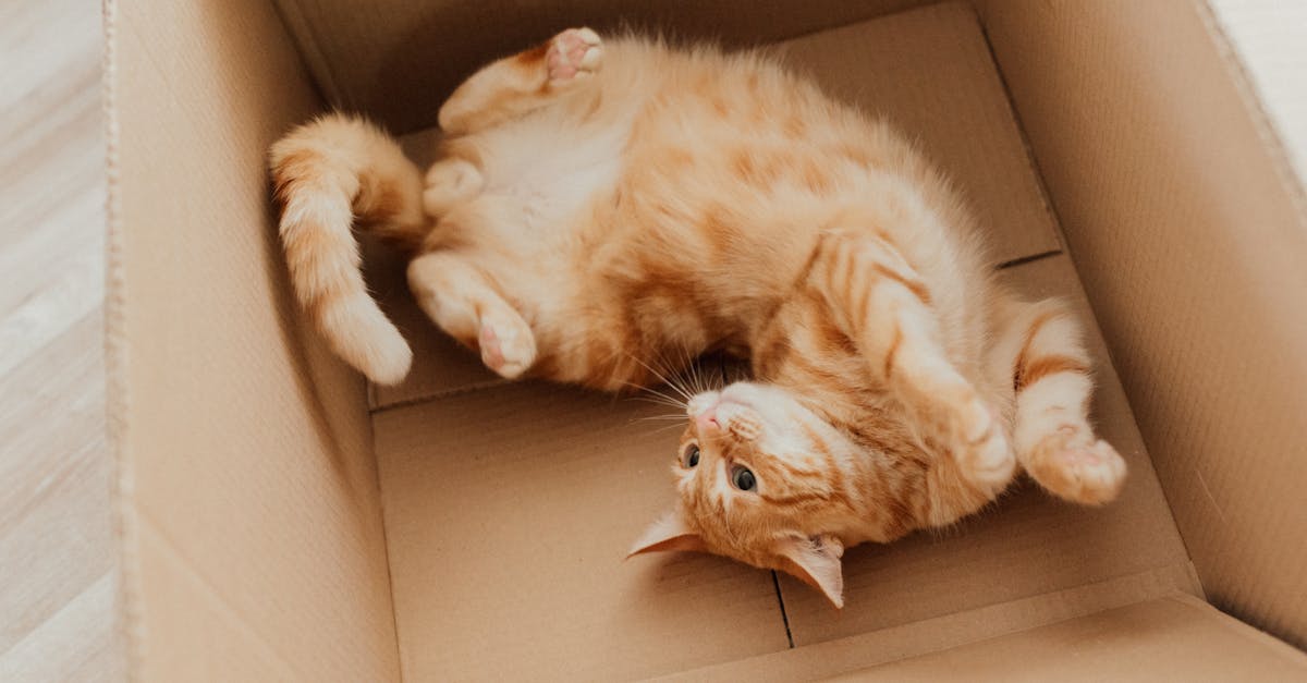 Train outdoor cat to use litter box