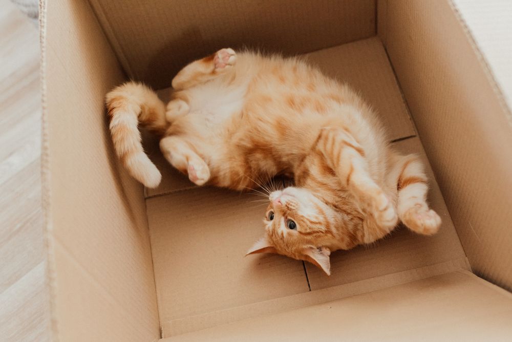 Orange tabby kitten playfully lying inside a cardboard box