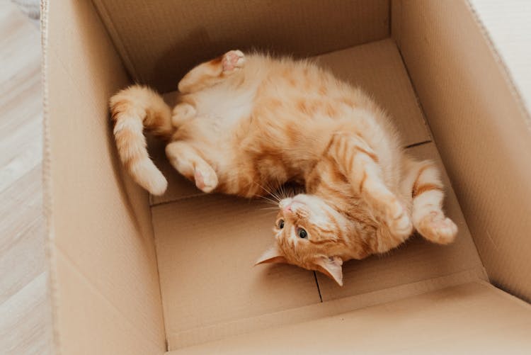 An Orange Tabby Cat Lying On A Cardboard Box