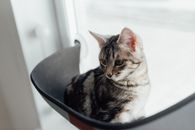 Brown Tabby Cat on Black Ceramic Bowl