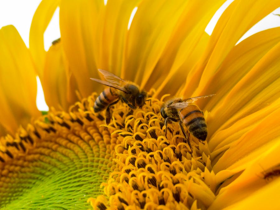 Is honey good for urinary tract infection?