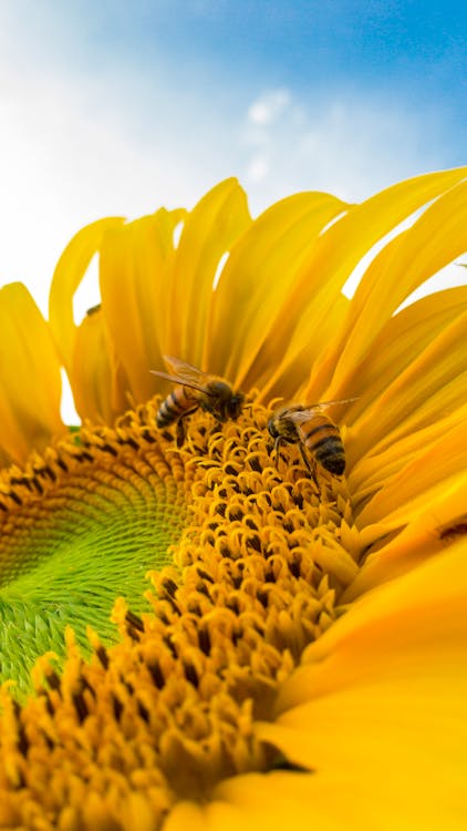 Free Macro Photo of Bumblebees on Yellow Sunflower Stock Photo