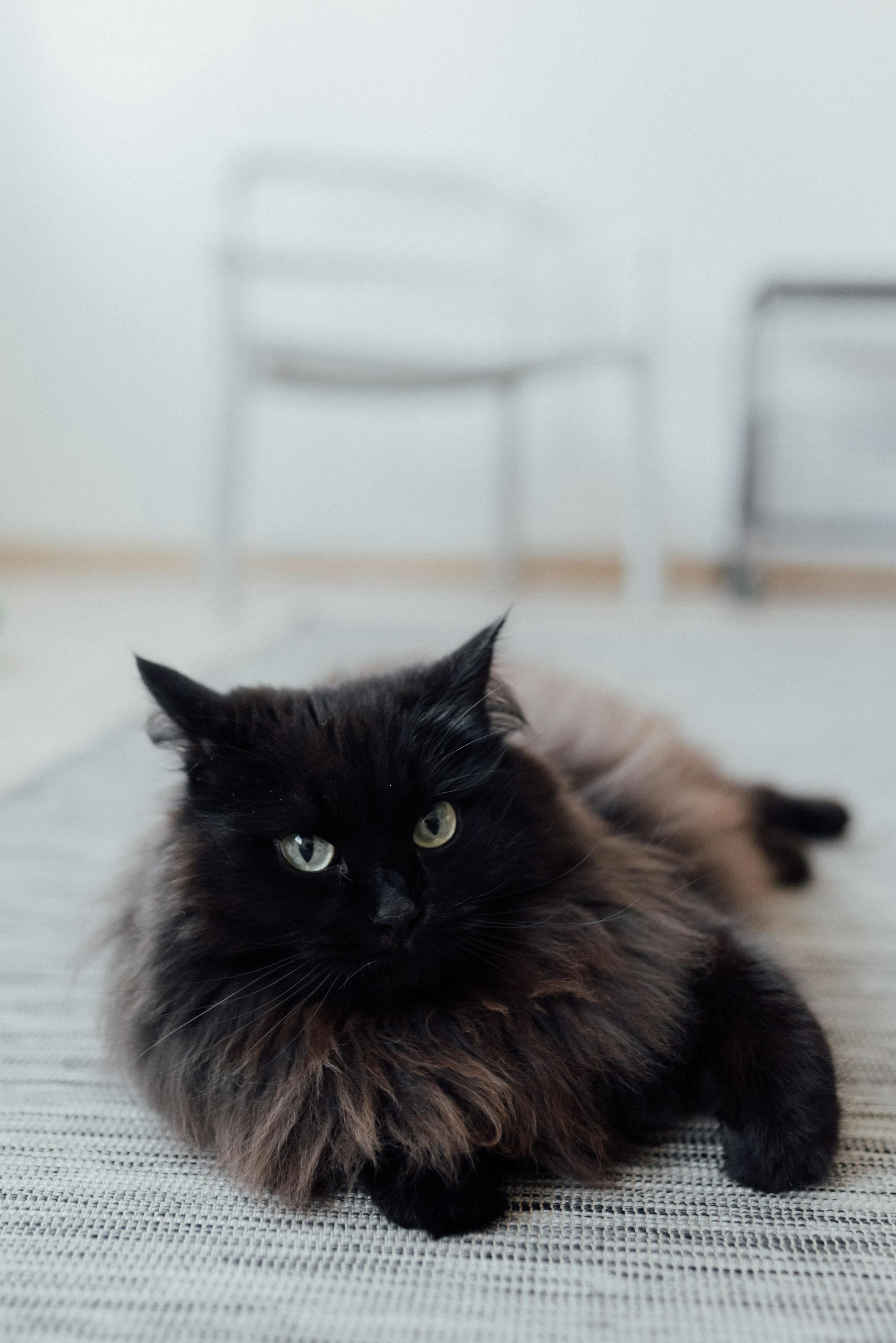 Close-up of a fluffy black cat laying on a rug indoors, exuding calmness.