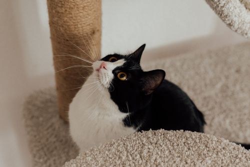 Free Adorable tuxedo cat looking up while perched on a cat tree indoors. Stock Photo