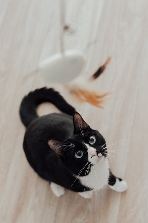 かわいらしい, タキシード猫, ネコの無料の写真素材