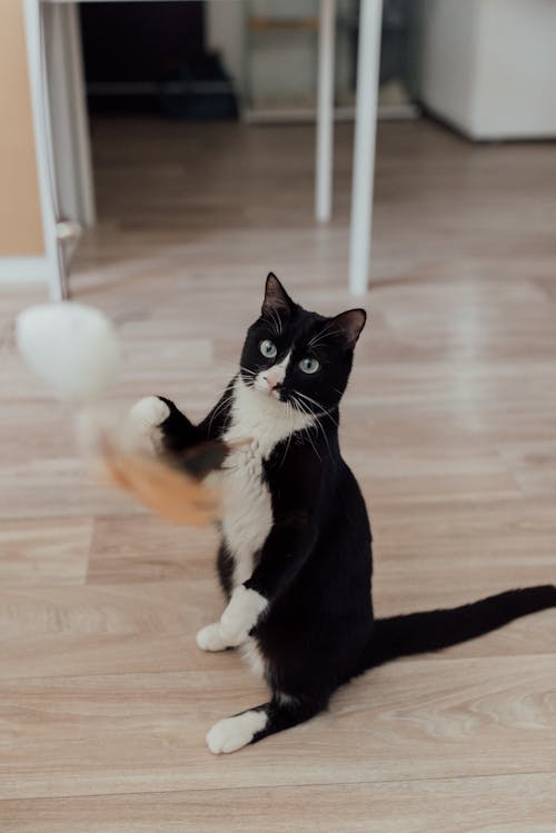 a Bicolor Cat Sitting on Floor