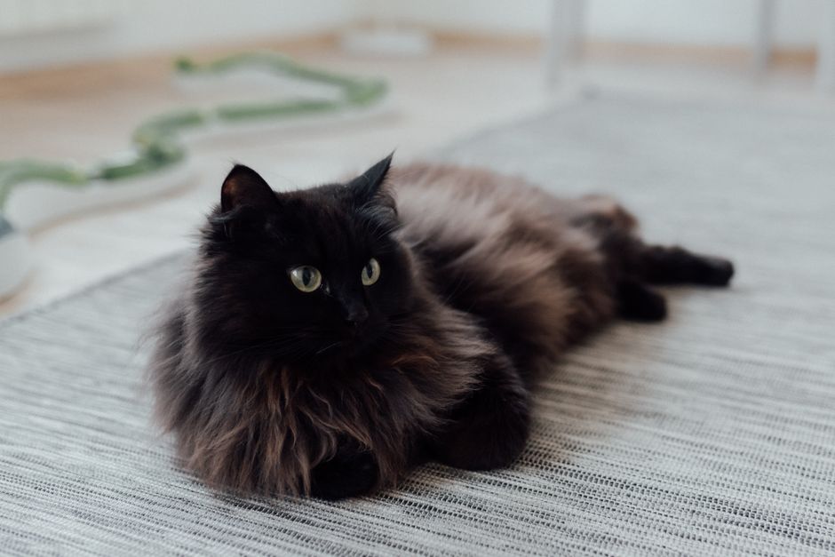 Jak zmieniać żwirek kotu, żeby nie zestresować zwierzęcia 3 A fluffy black cat lounging on a rug in a cozy indoor setting.