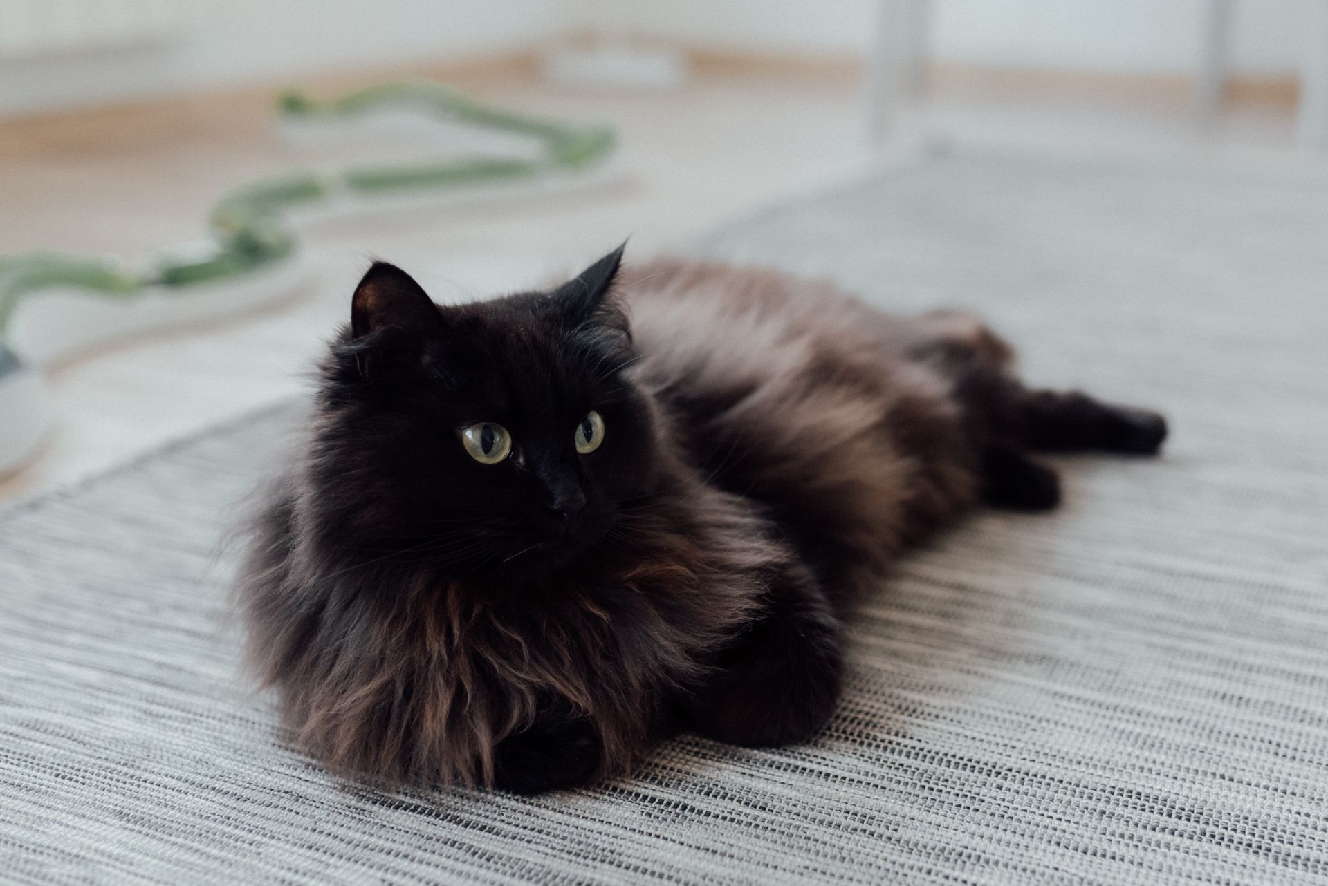 Photo of a Black Cat on the Floor