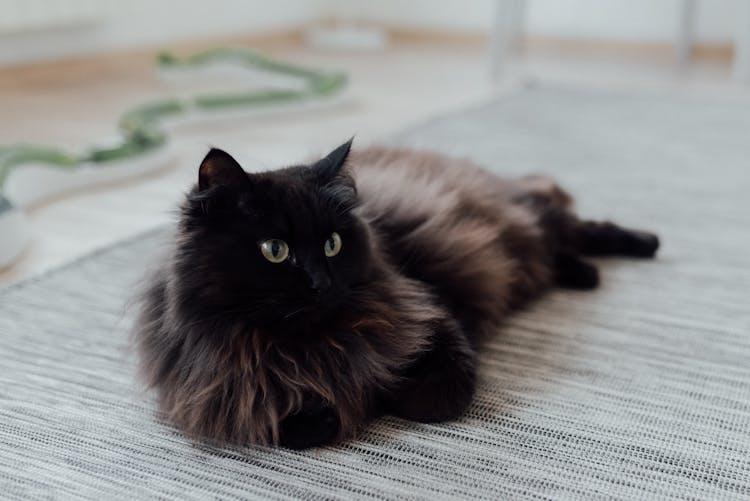 Photo Of A Black Cat On The Floor