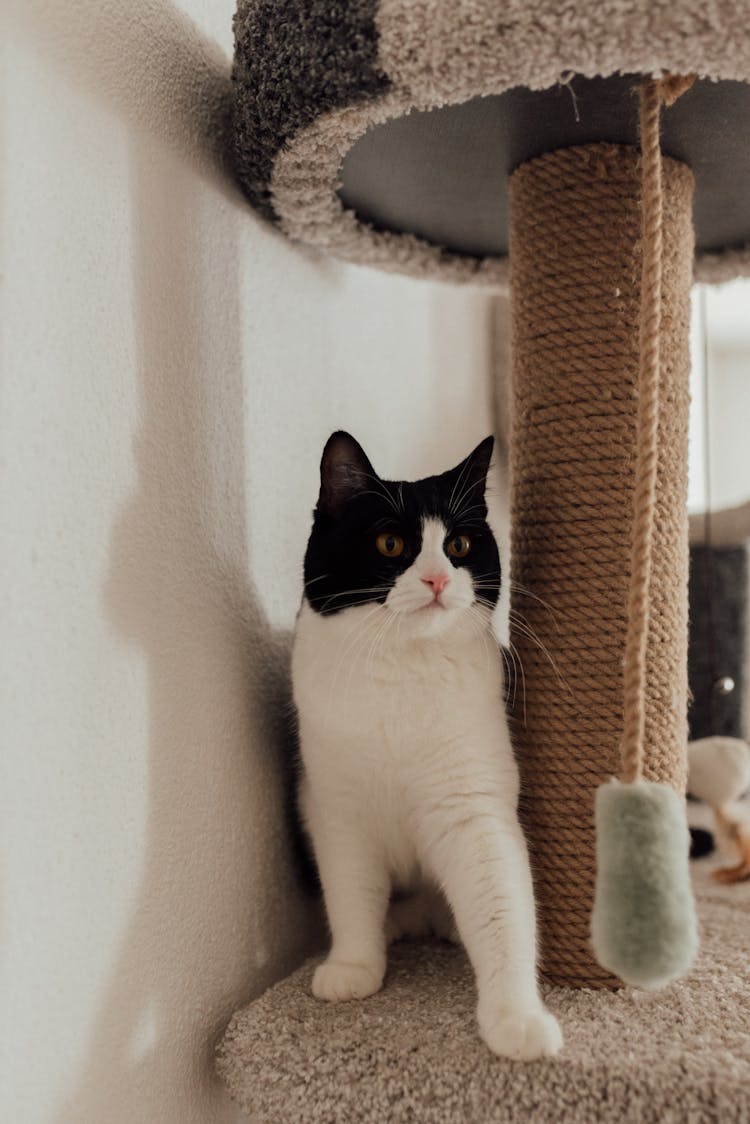 A Bicolor Cat Under A Stool