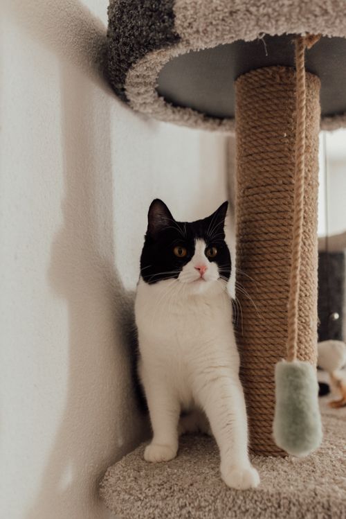 Free Adorable black and white cat relaxing indoors on a scratching post. Stock Photo