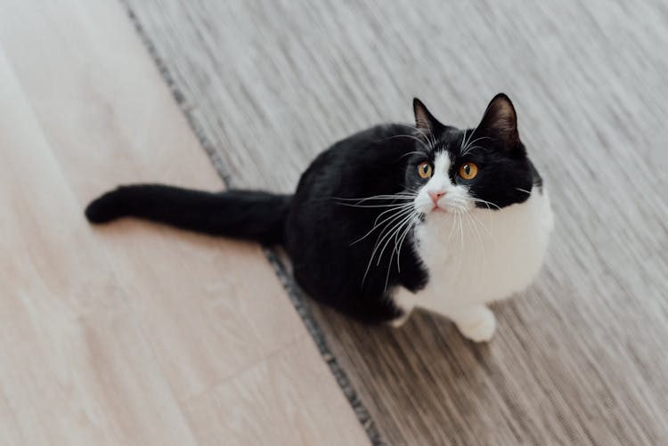 A Tuxedo Cat On A Wooden Floor