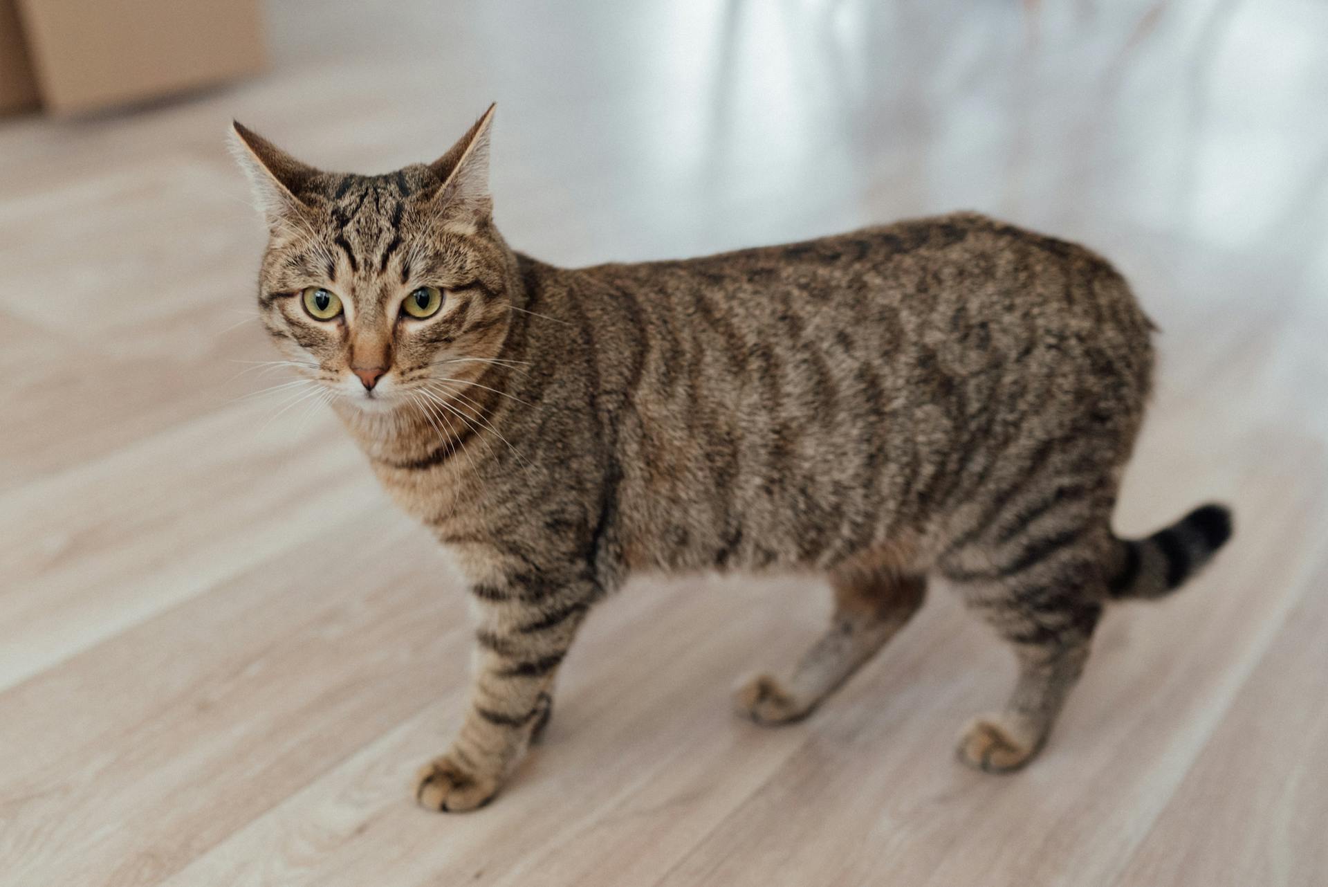 Animal Portrait of a Cat Standing on the Wooden Floor