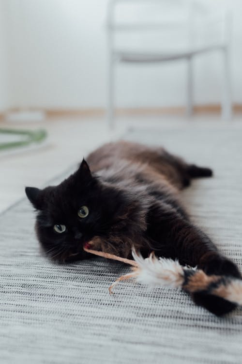 Free Black Cat Lying on White Textile Stock Photo