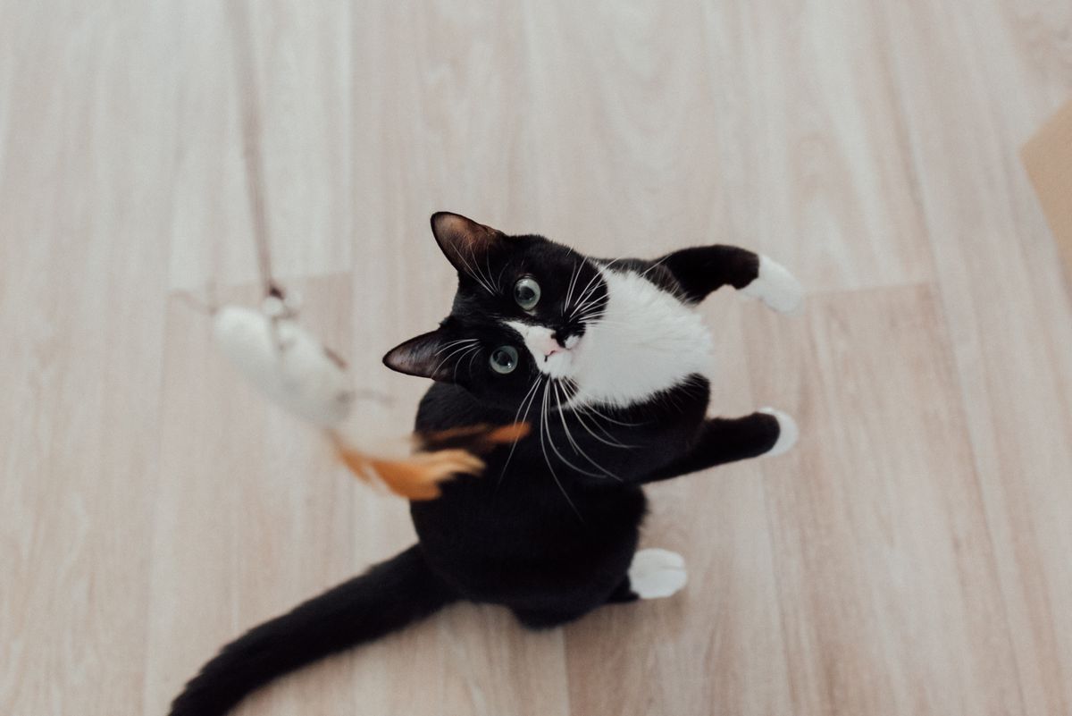 Chats pleins d'énergie en plein bond