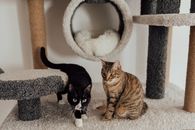 Adorable Cats on the Floor Carpet
