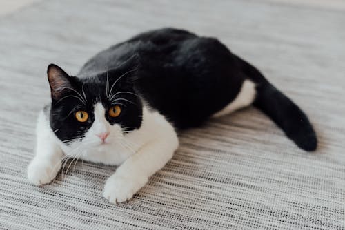 Free A Black and White Cat Lying on the Carpet Stock Photo