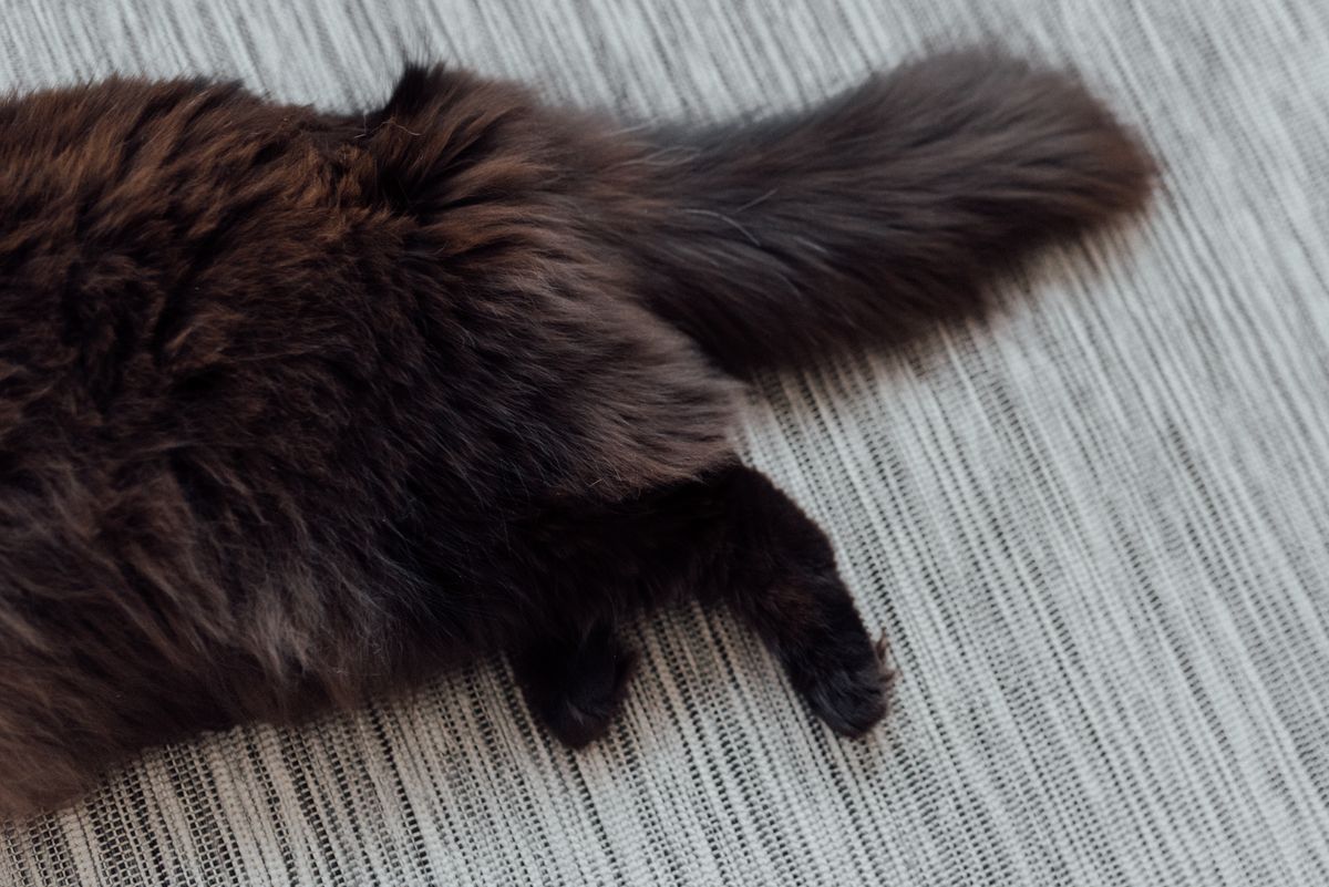 Gros plan sur la queue d'un chat