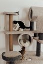 Pet Cats on the Playground
