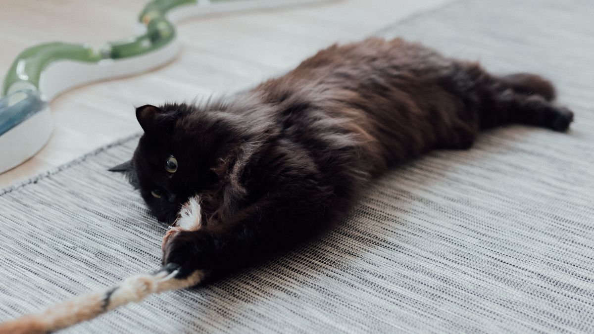 黒猫(イメージ)