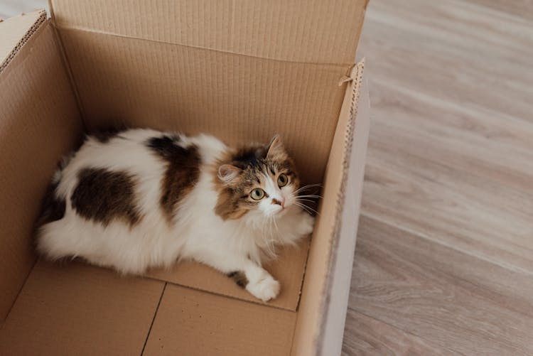 Cat Inside A Brown Box 