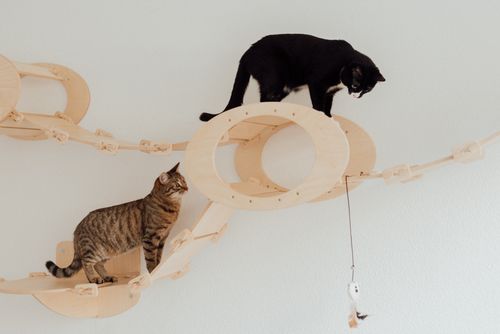 Free Two cats playing on wooden cat furniture indoors, showcasing playful feline behavior. Stock Photo
