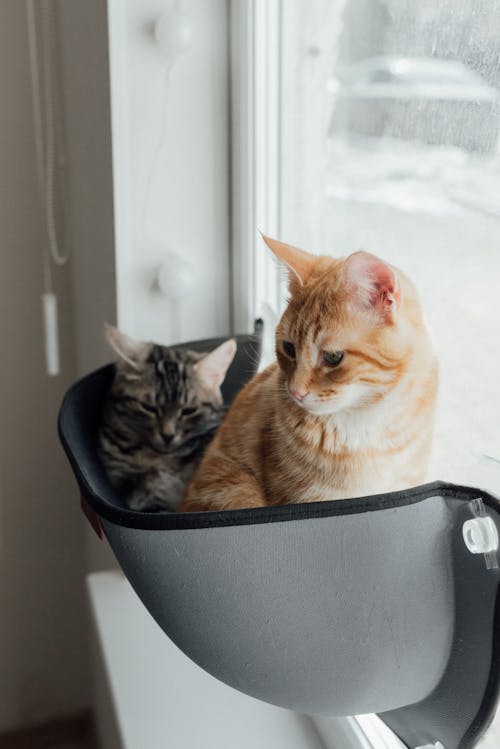 黒のプラスチック容器にオレンジ色のぶち猫