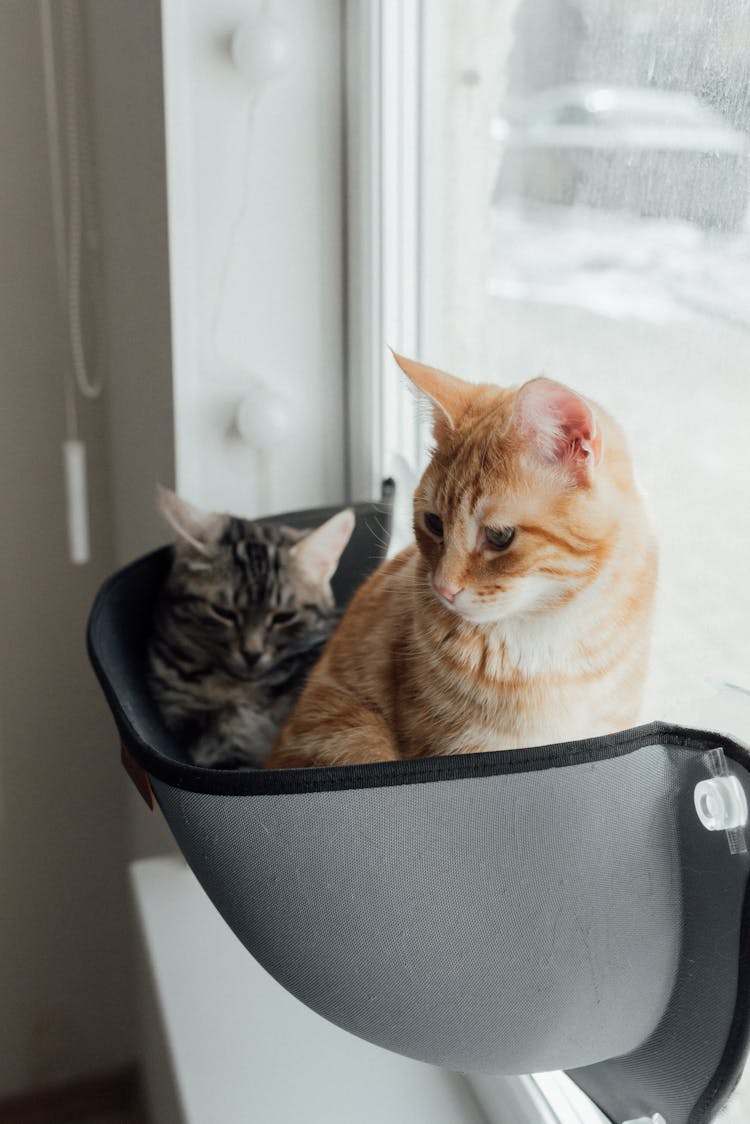 Cats Inside A Pouch By The Window