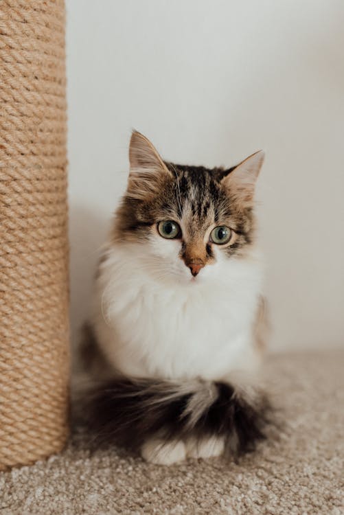 Free A Cat Sitting on the Carpet Stock Photo
