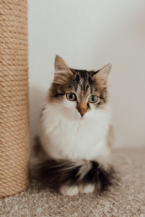 Free Fluffy kitten sitting next to a scratching post, perfect for pet lovers. Stock Photo